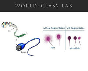 sperm-dna-fragmentation