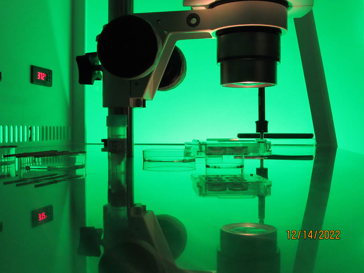 IVF Mexico Advanced Treatment, LIV Fertility Center Puerto Vallarta, In vitro Fertilization